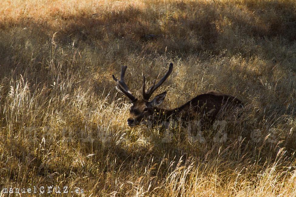 Ciervo rojo (Cervus elaphus)